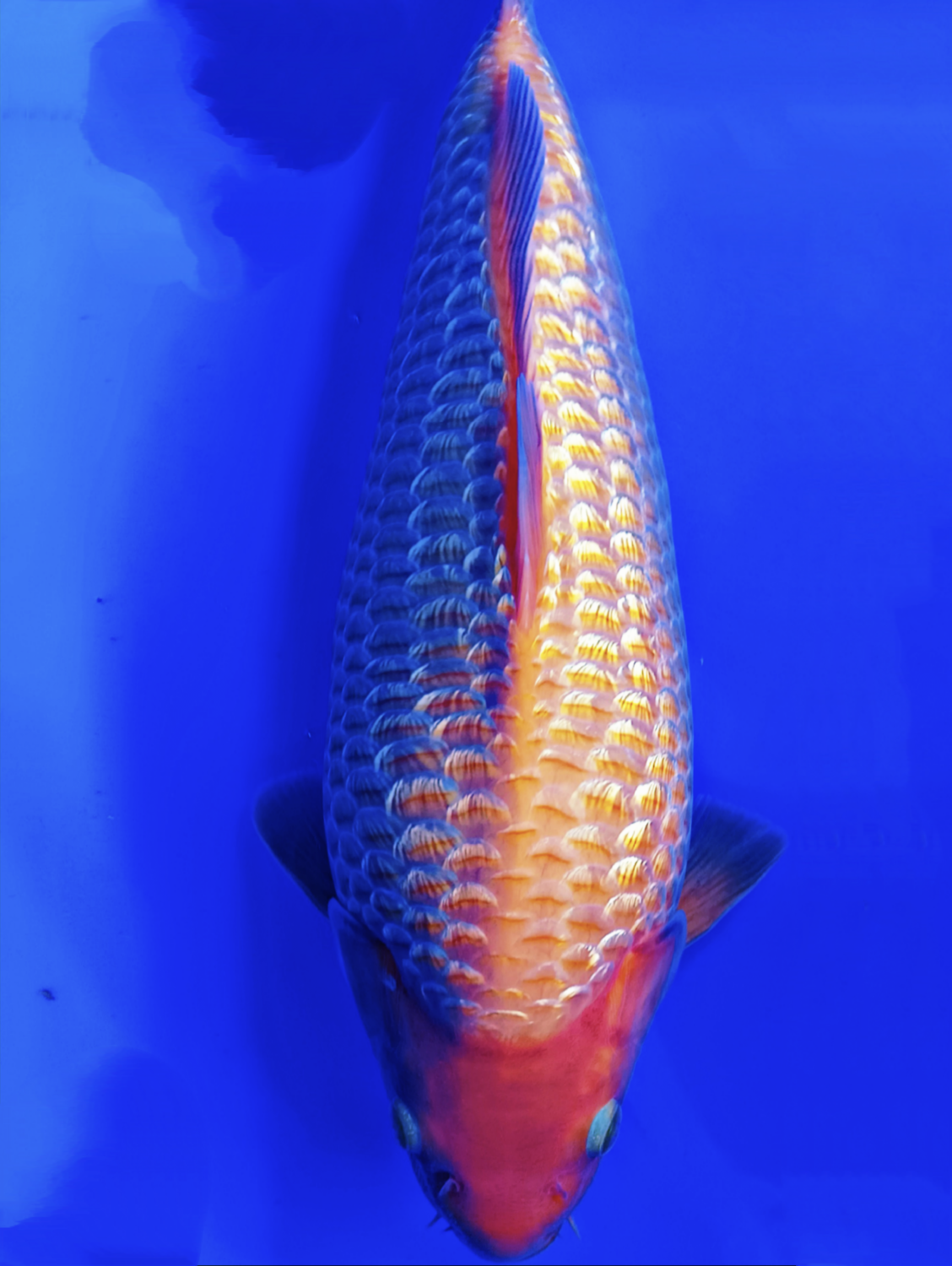 Juara 5