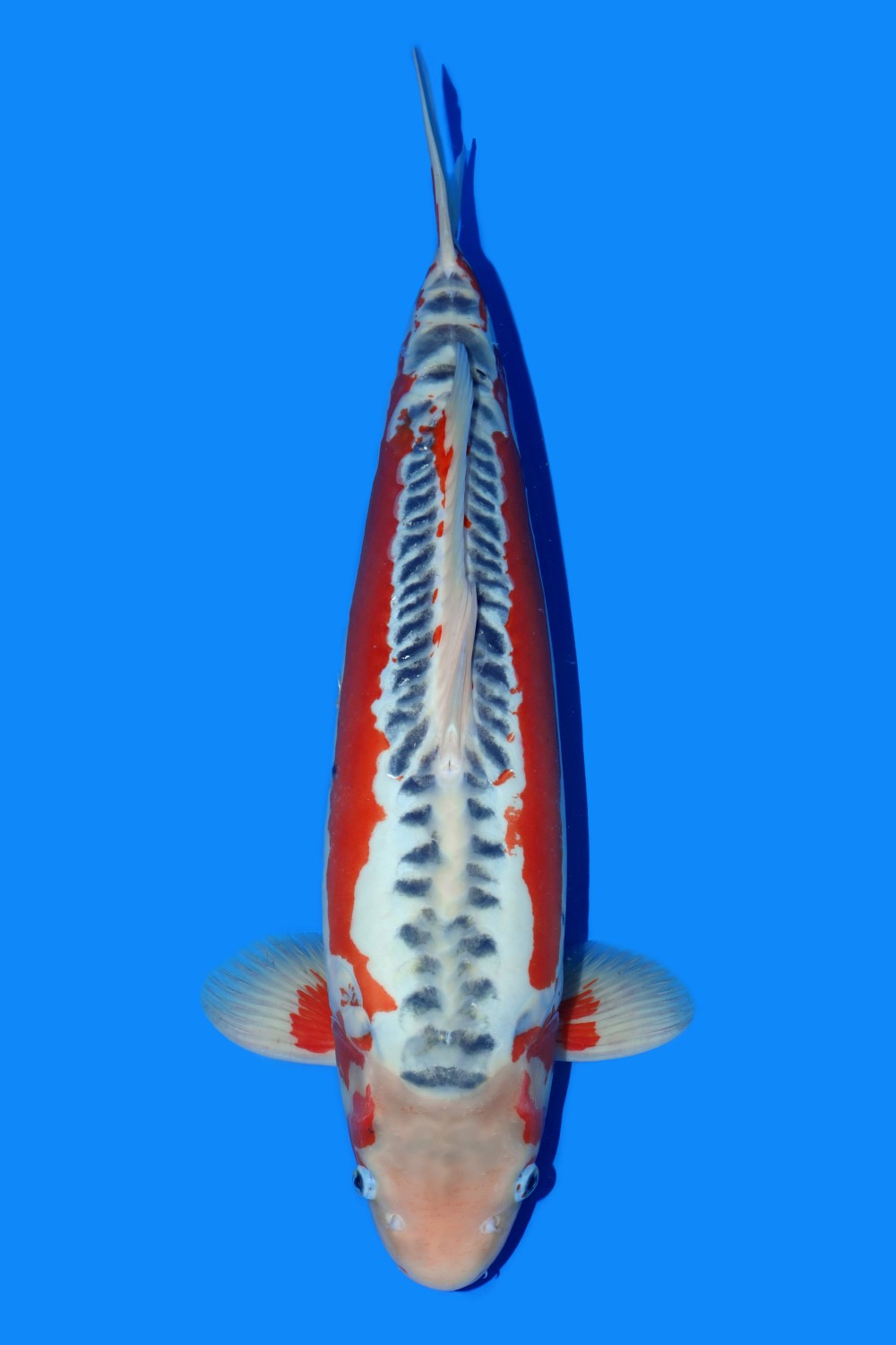 Juara 1