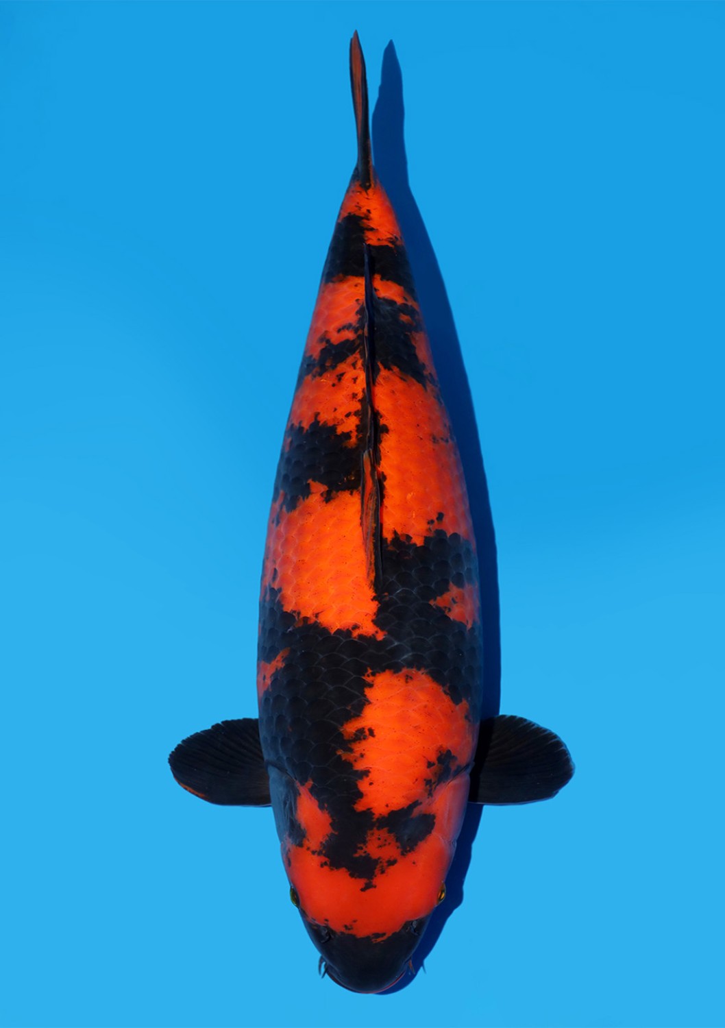 Best In Size D 61 - 65 cm