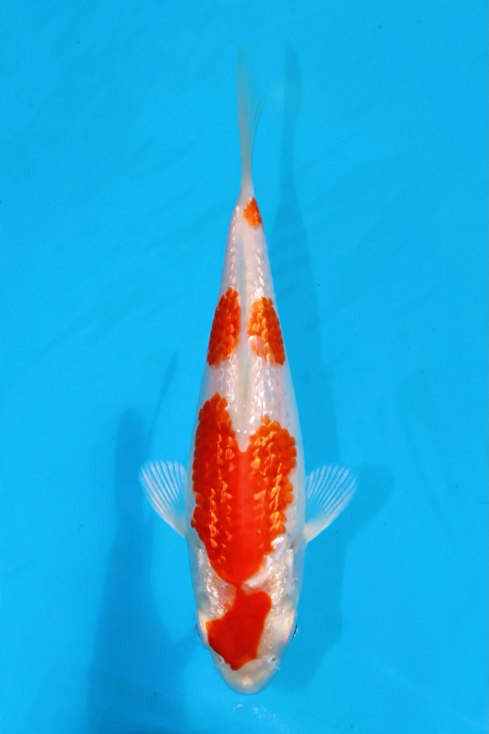 Juara 1