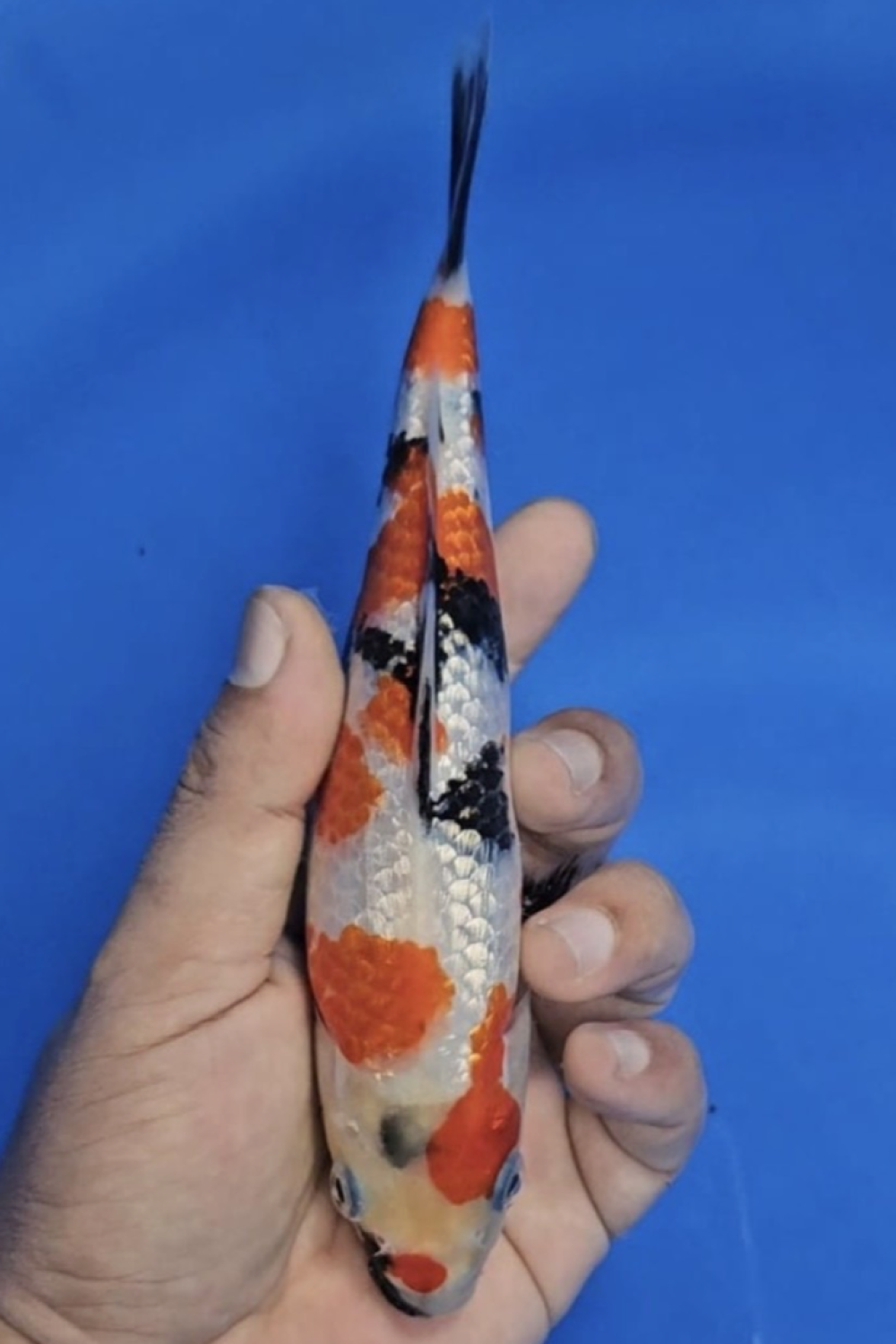 Juara 2
