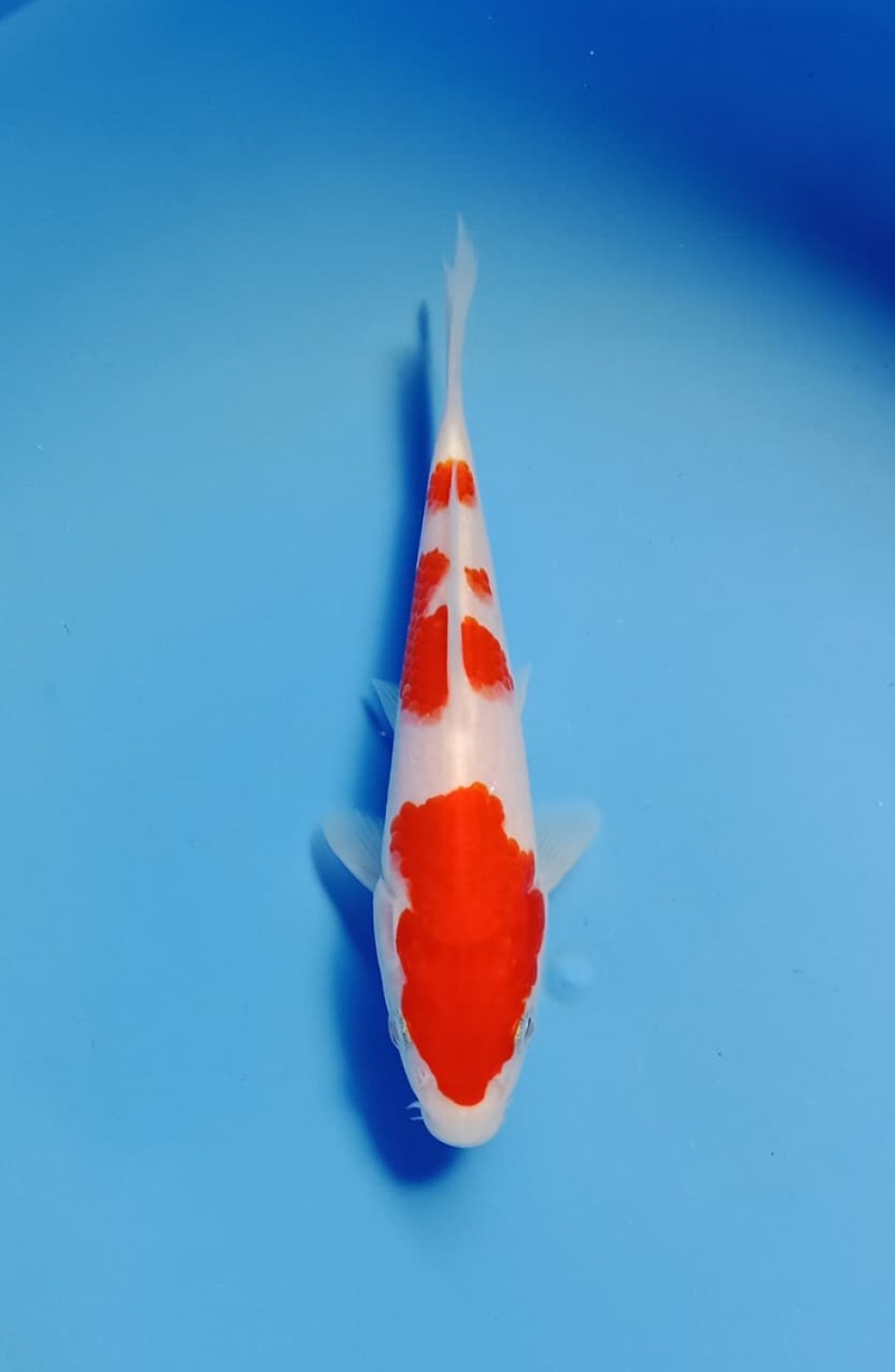 Juara 5