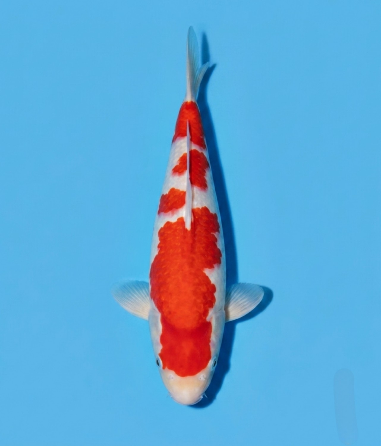 Juara 2
