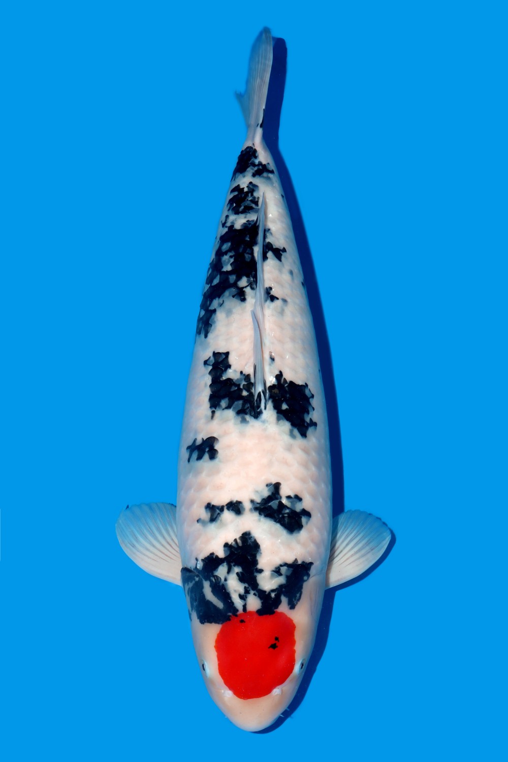 Juara 3