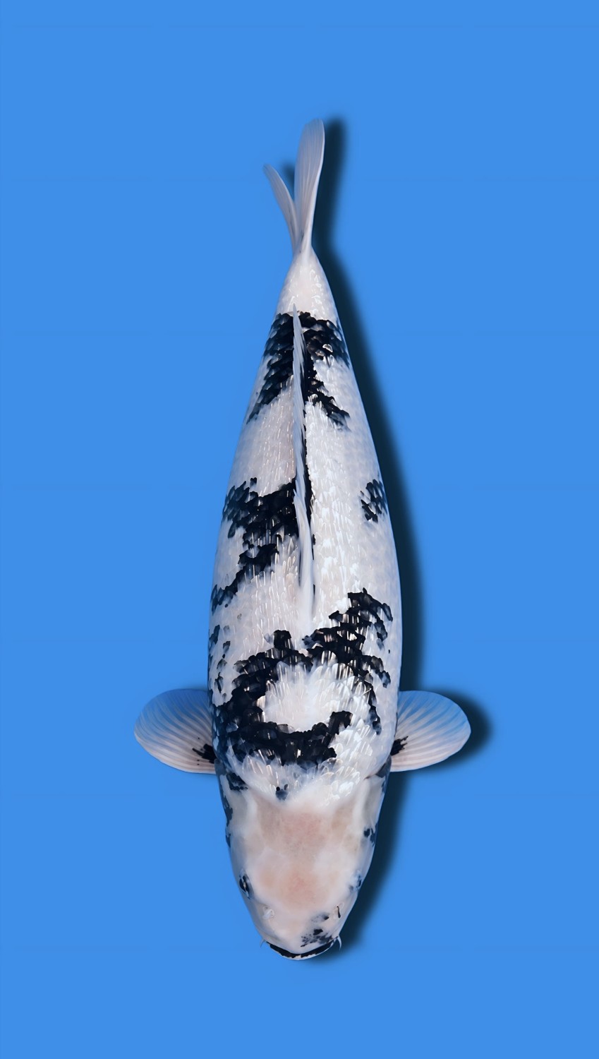 Best In Size F 46 - 50 cm