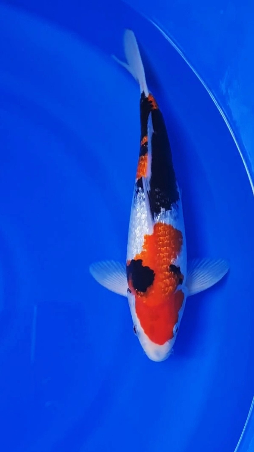 Juara 2