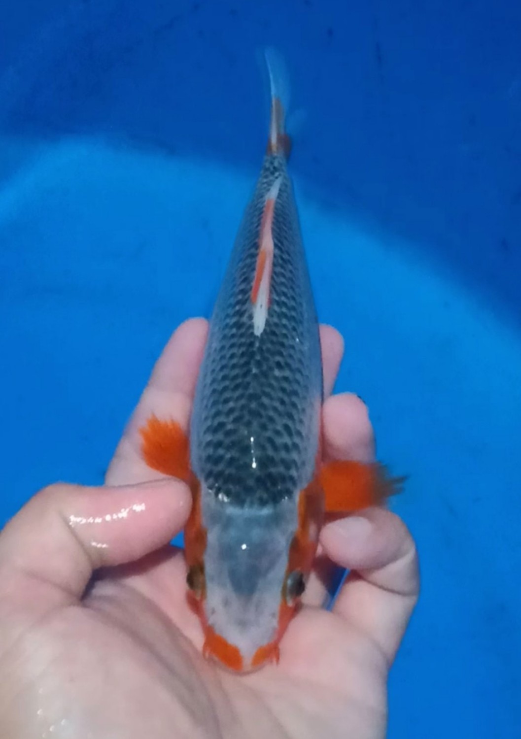 Juara 1