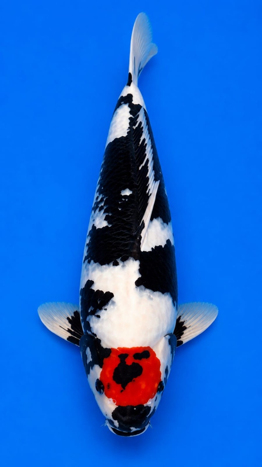 Best In Size C 41 - 45 cm