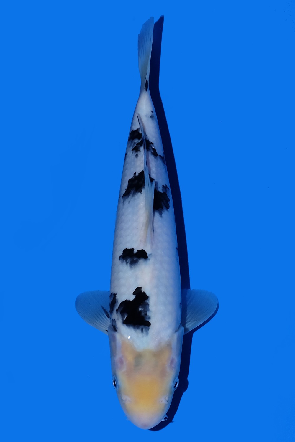 Juara 4