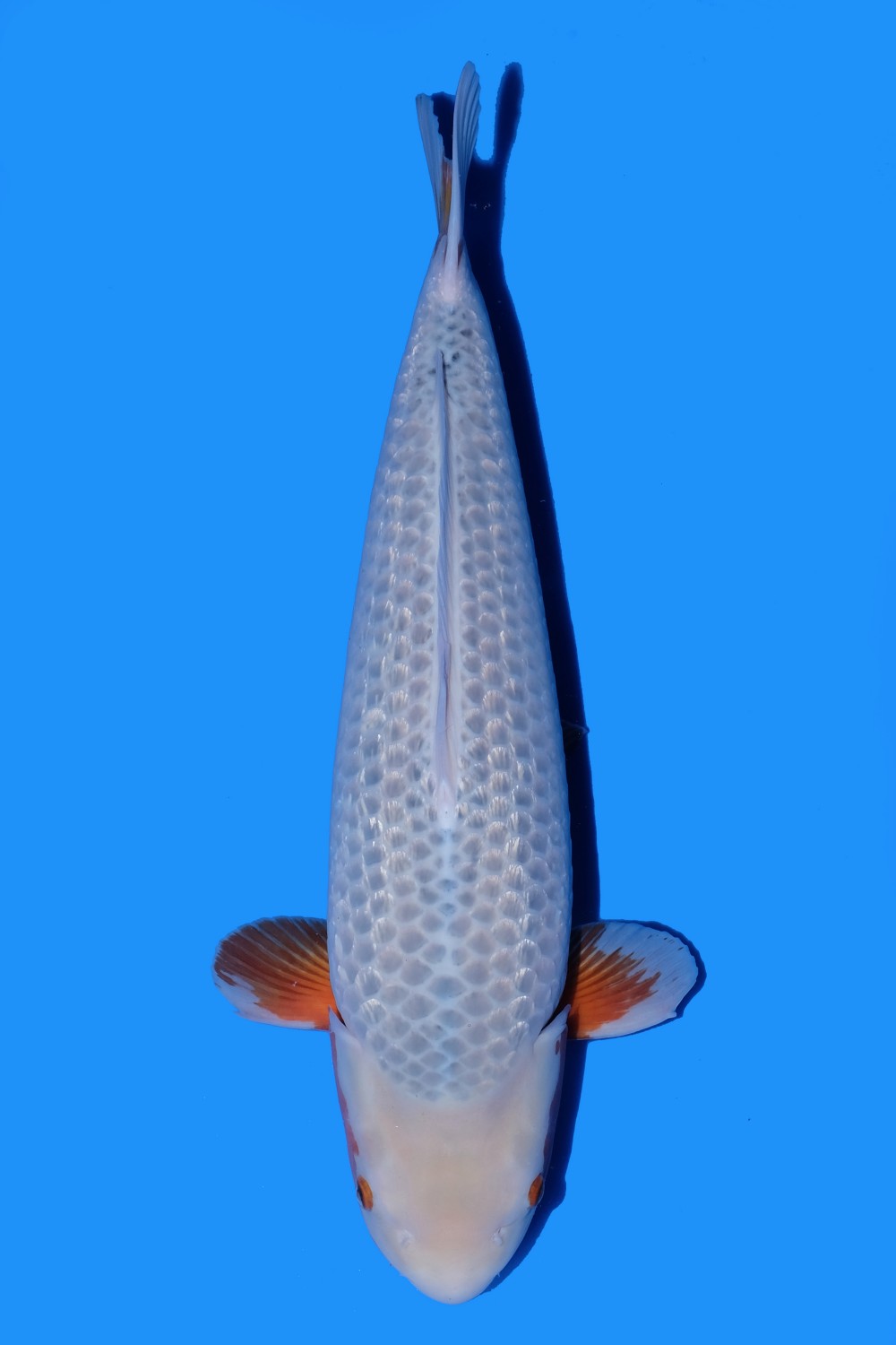 Juara 1
