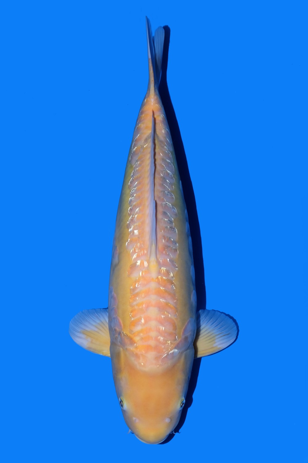 Juara 1