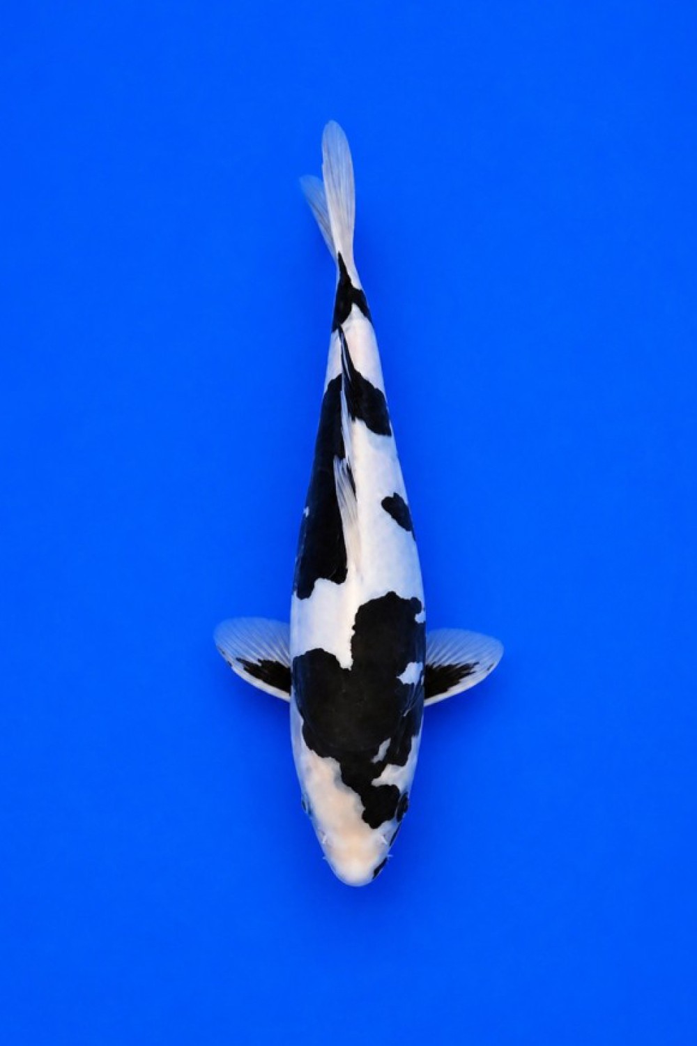 Juara 1