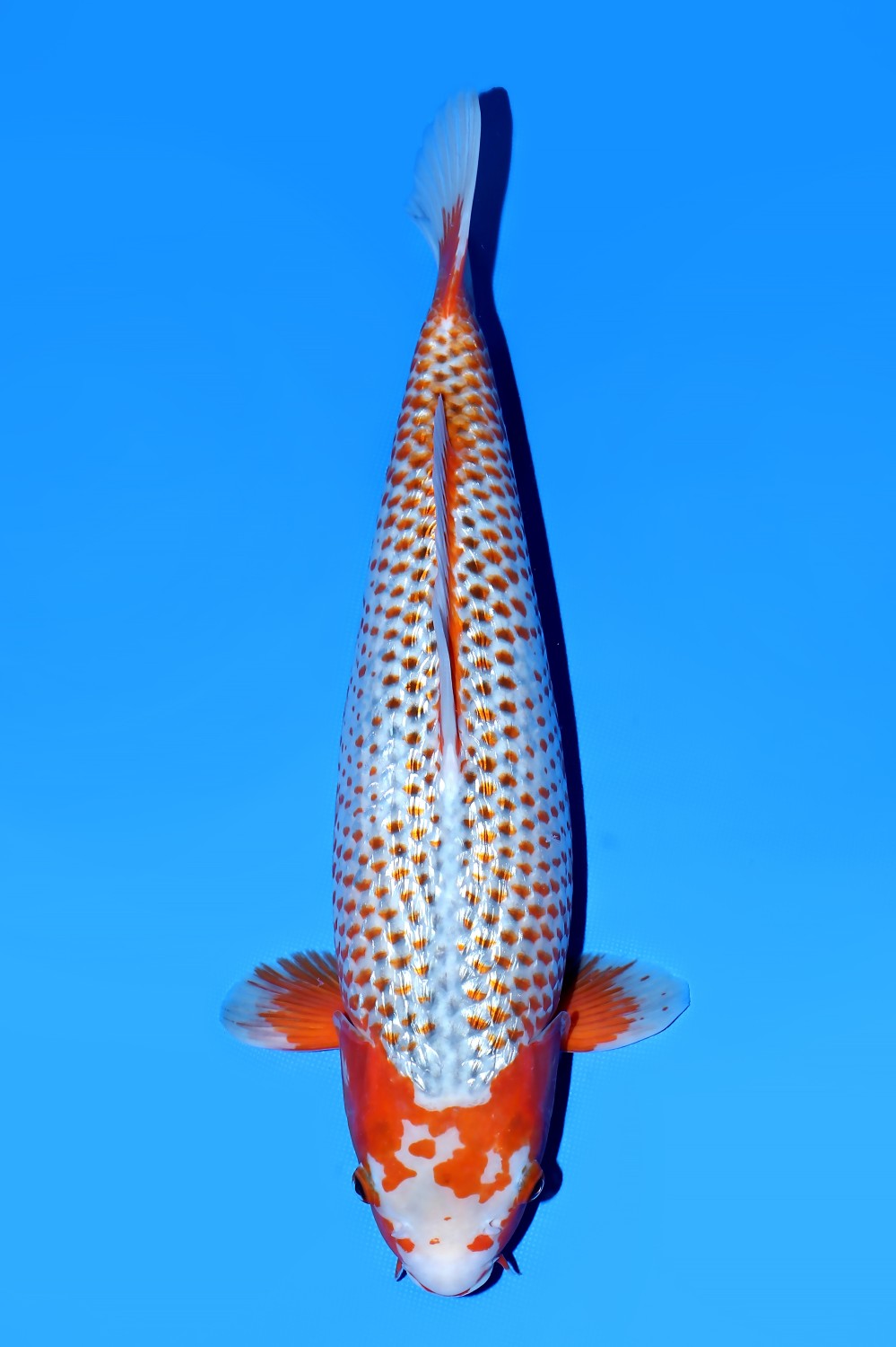 Juara 2