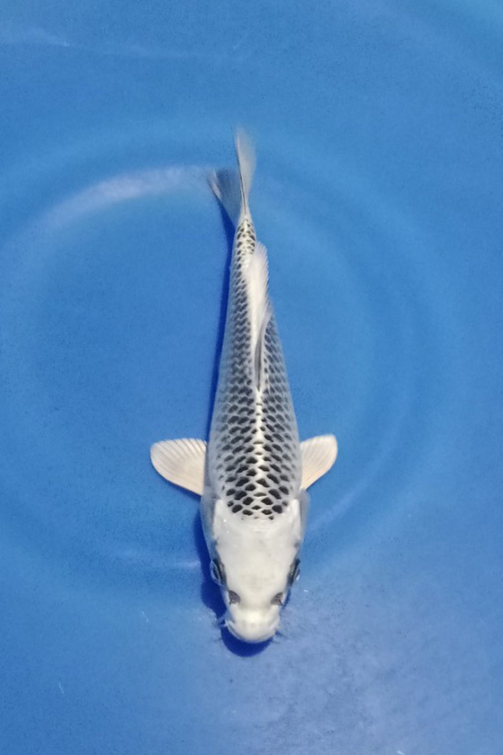 Best In Size E 16 - 20 cm