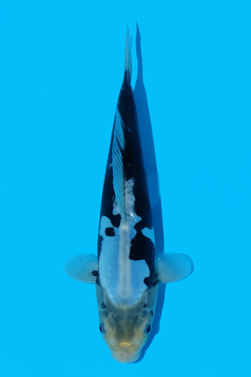 Juara 2