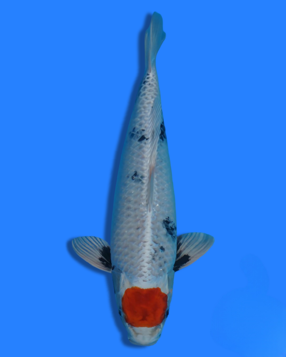 Juara 2