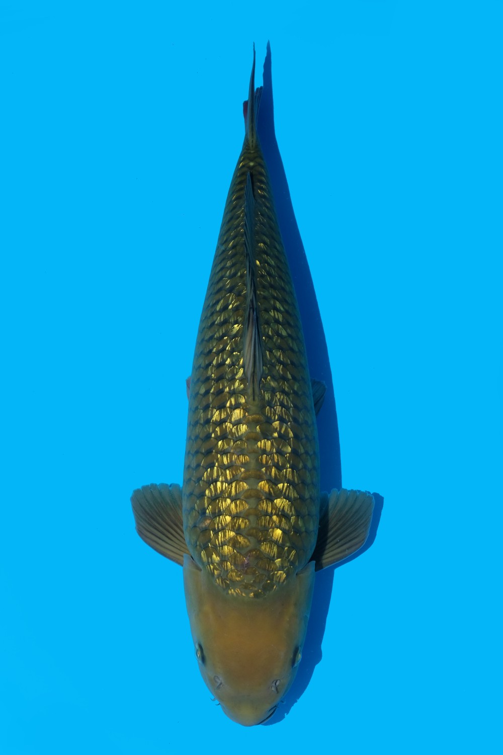 Juara 2