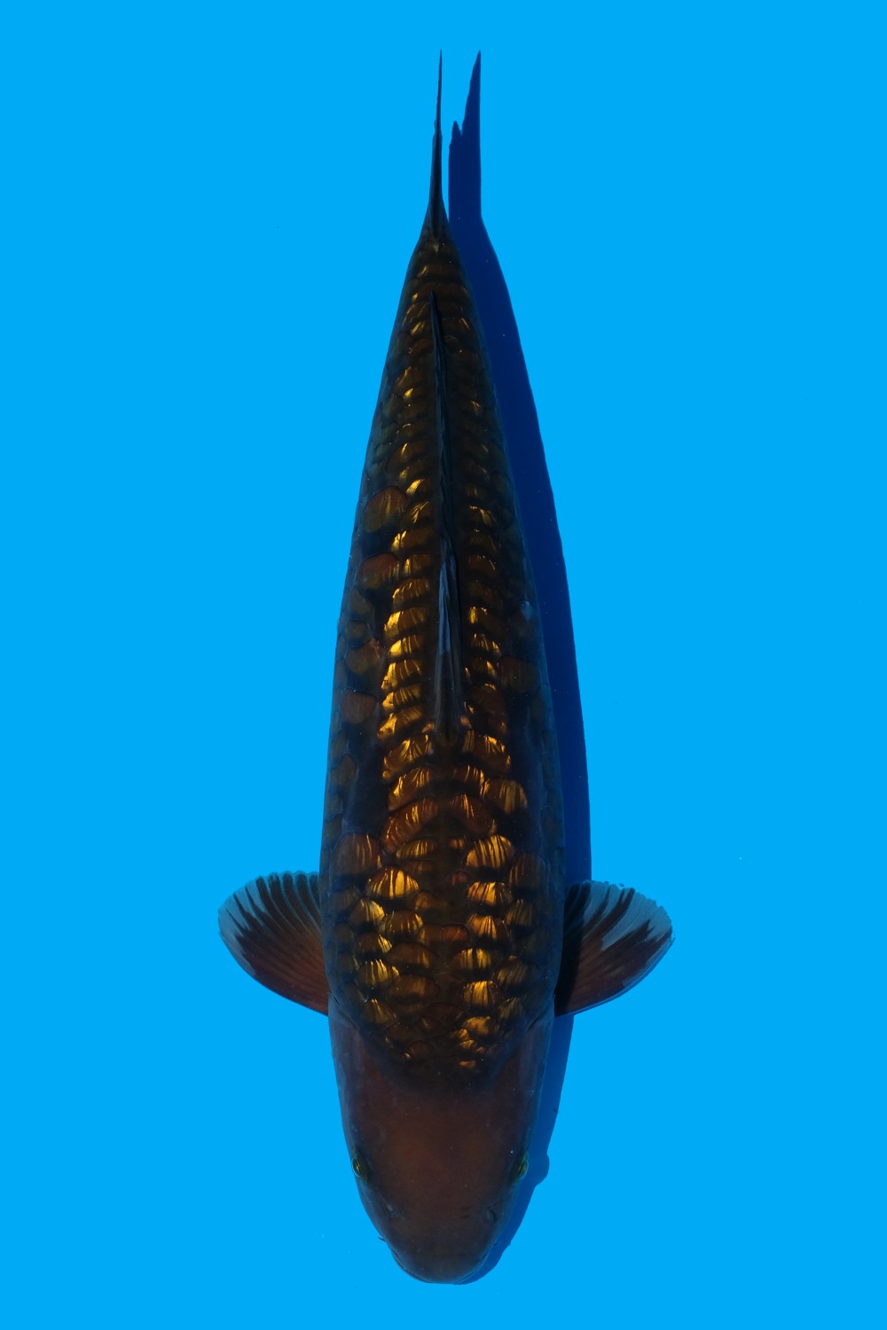 Juara 1