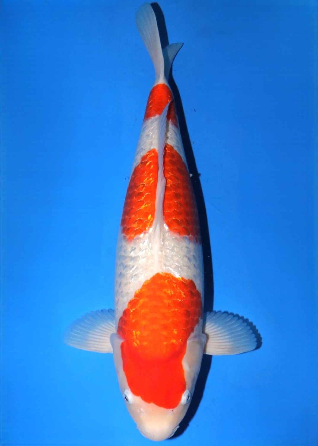 Juara 1