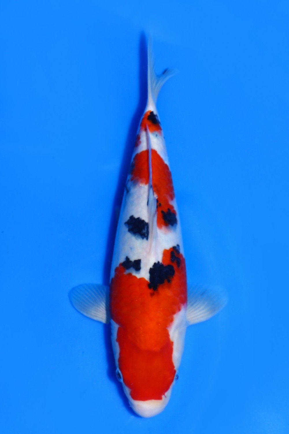 Juara 1