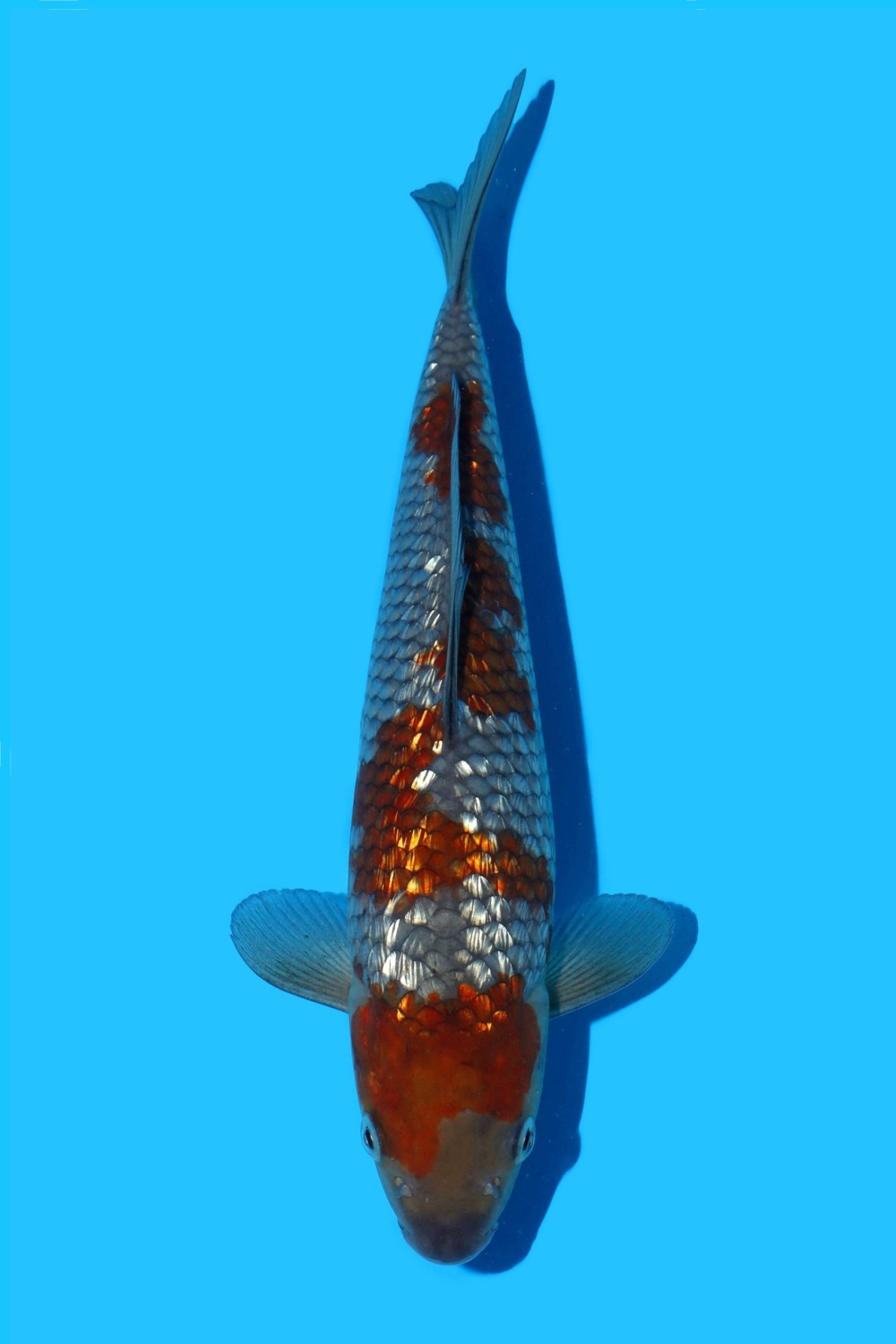 Juara 3