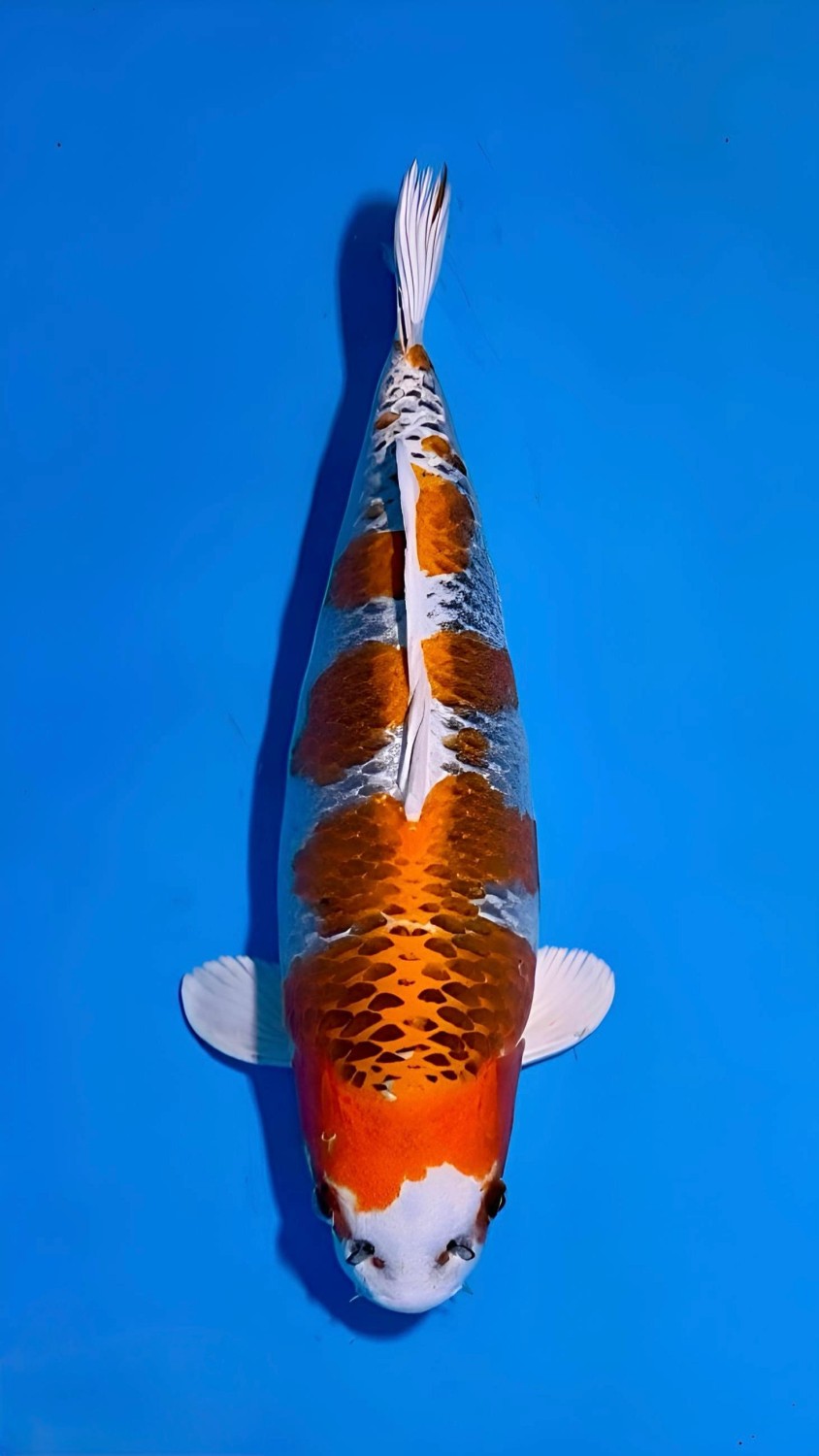 Best In Size B 41 - 45 cm