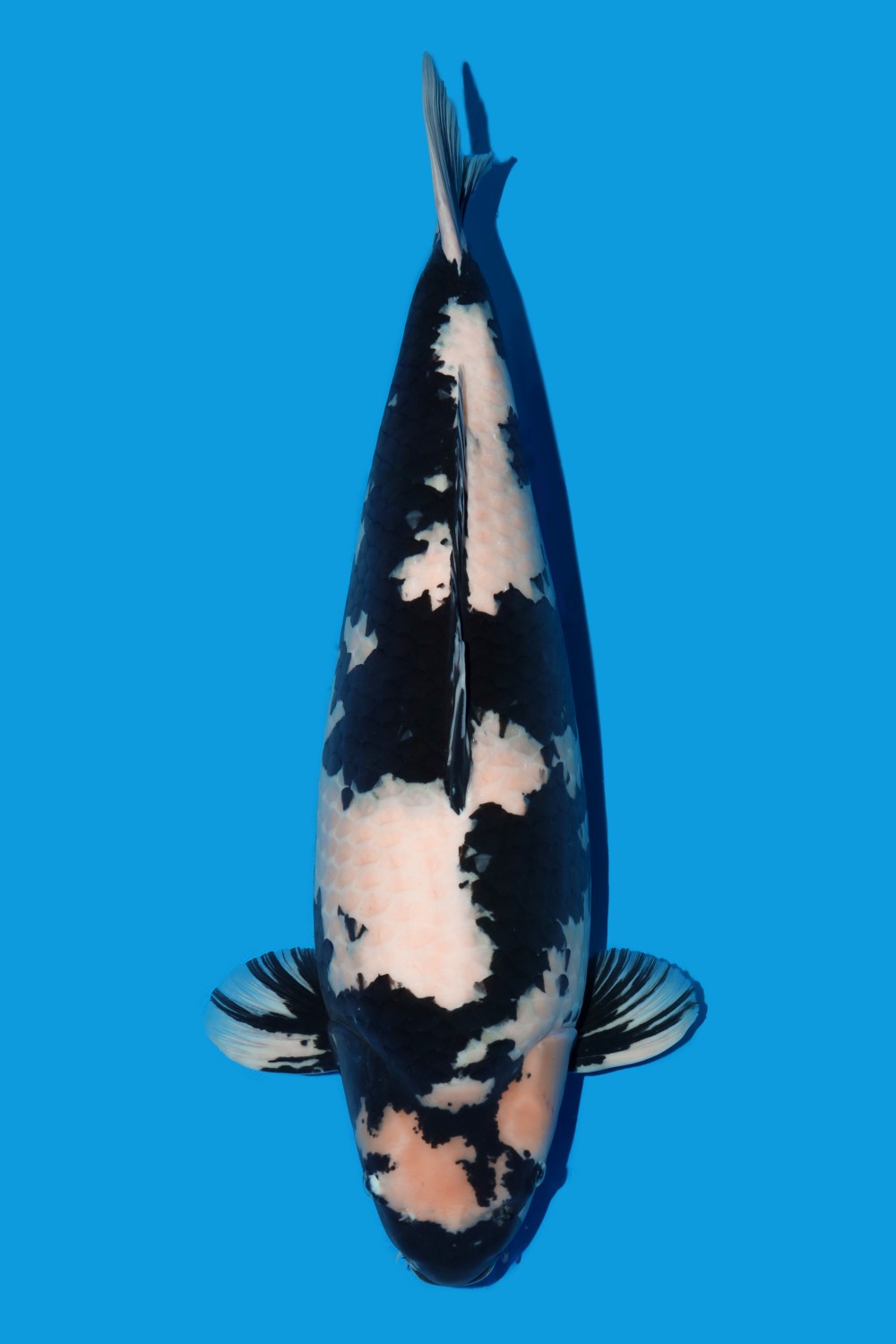 Juara 2