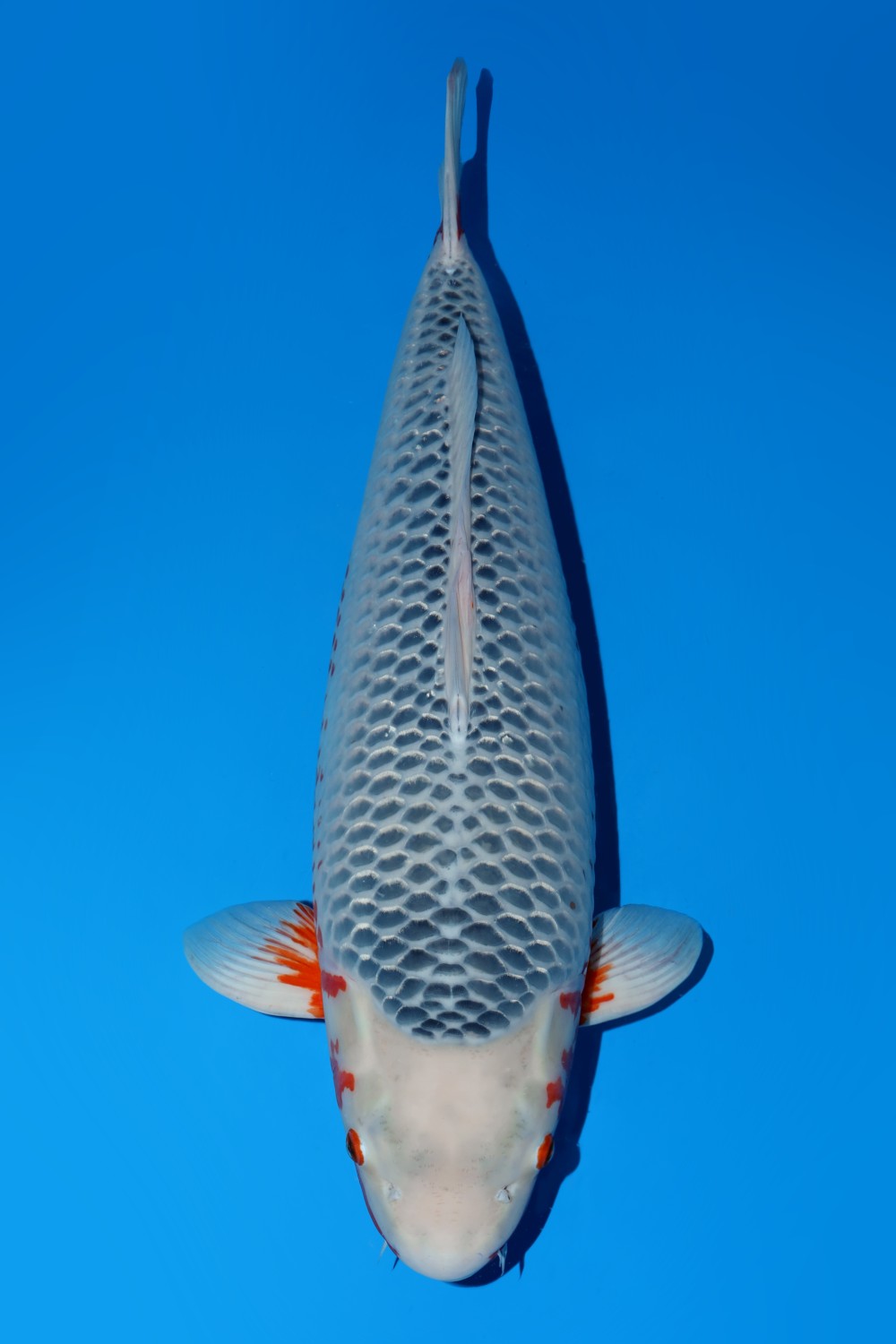Best In Size D 71 - 75 cm