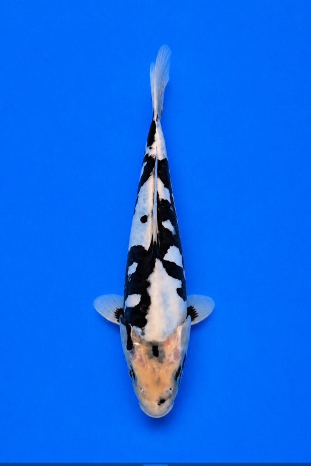 Juara 1