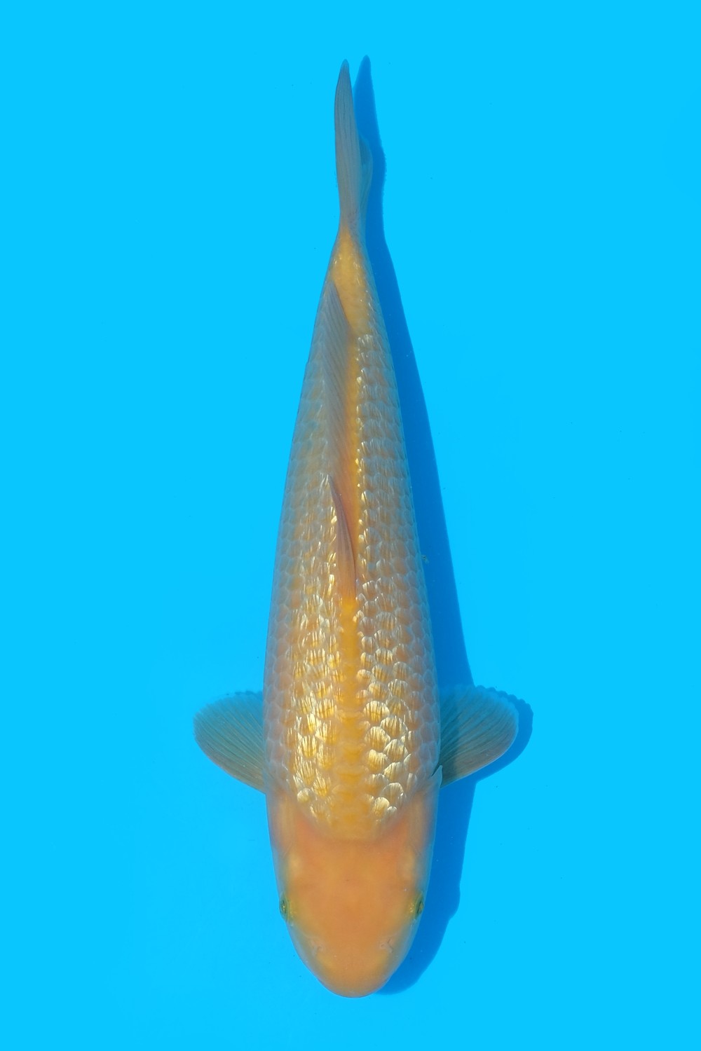 Juara 3