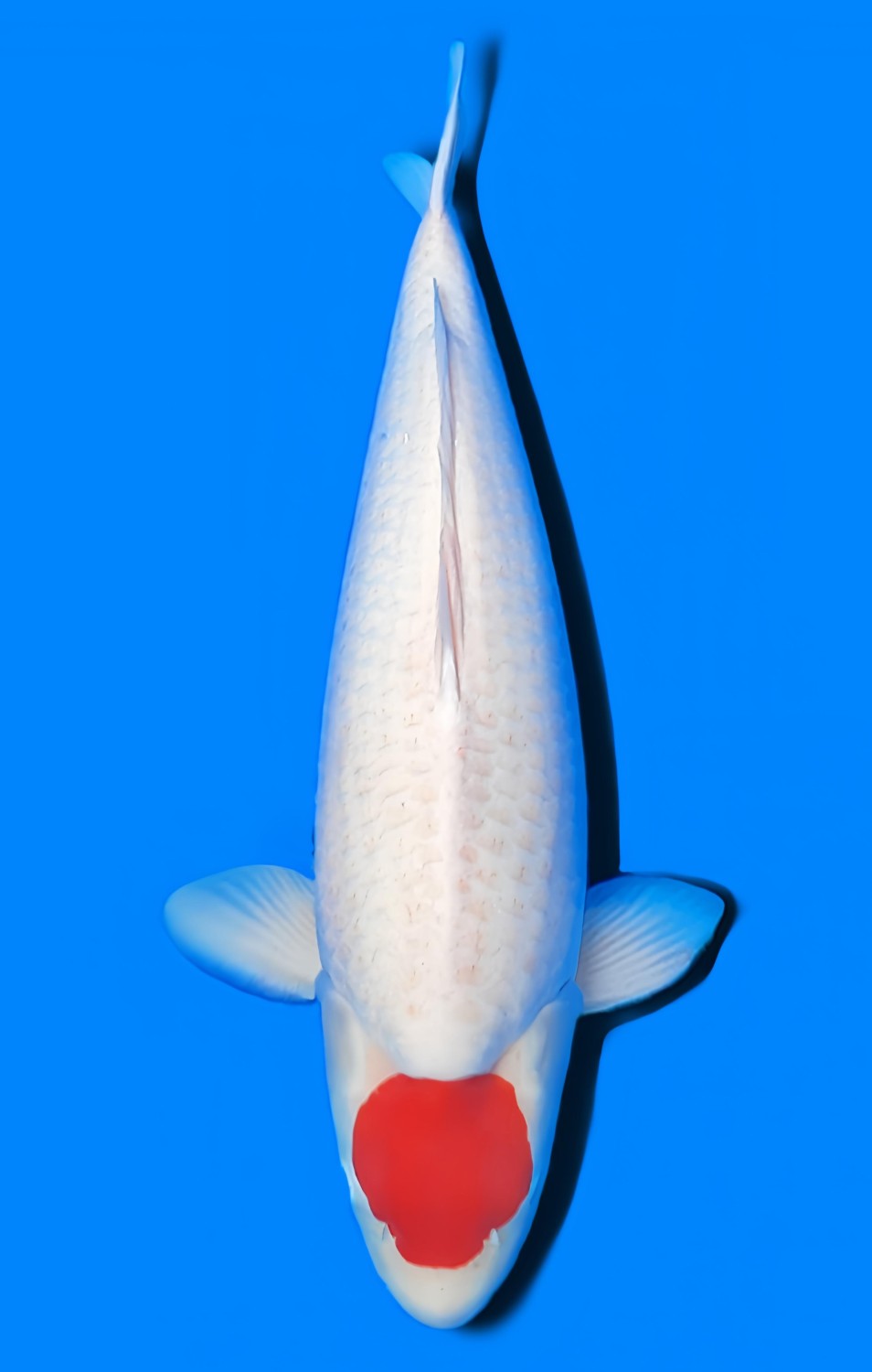 Juara 2