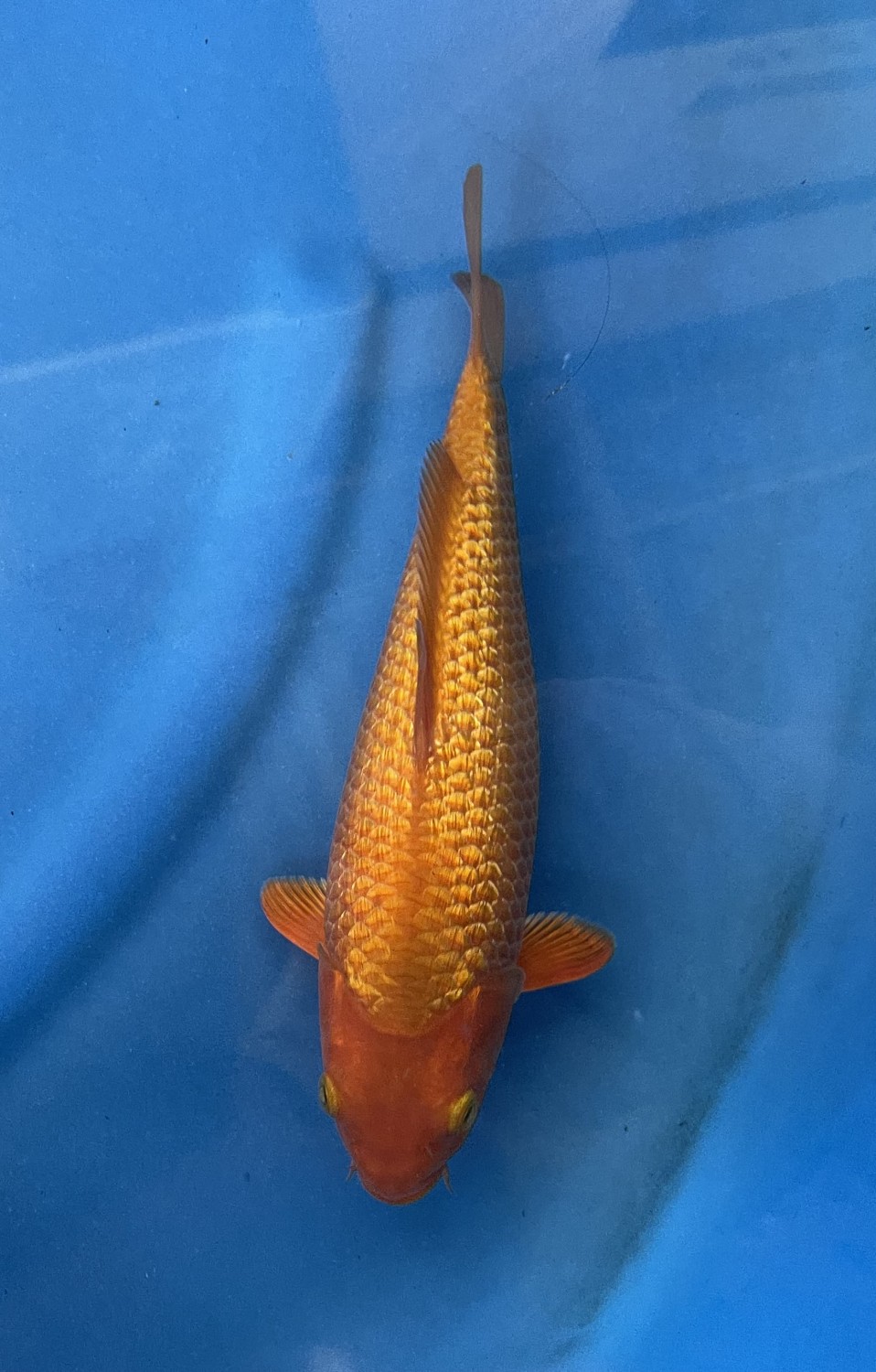 Best In Size E 21 - 25 cm