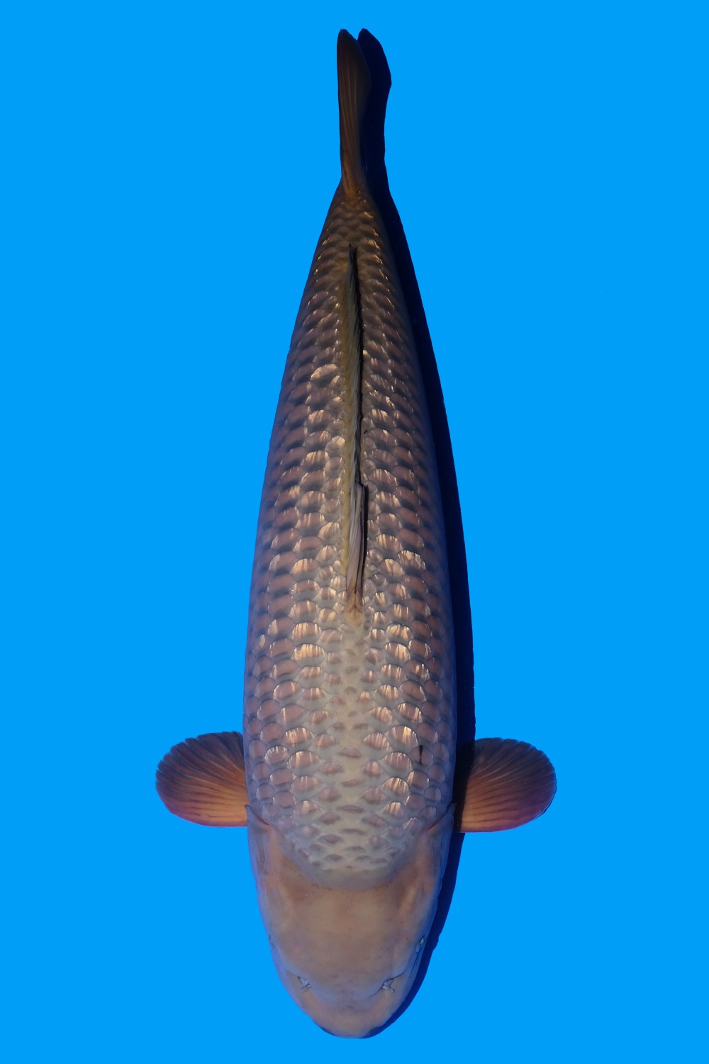Juara 2