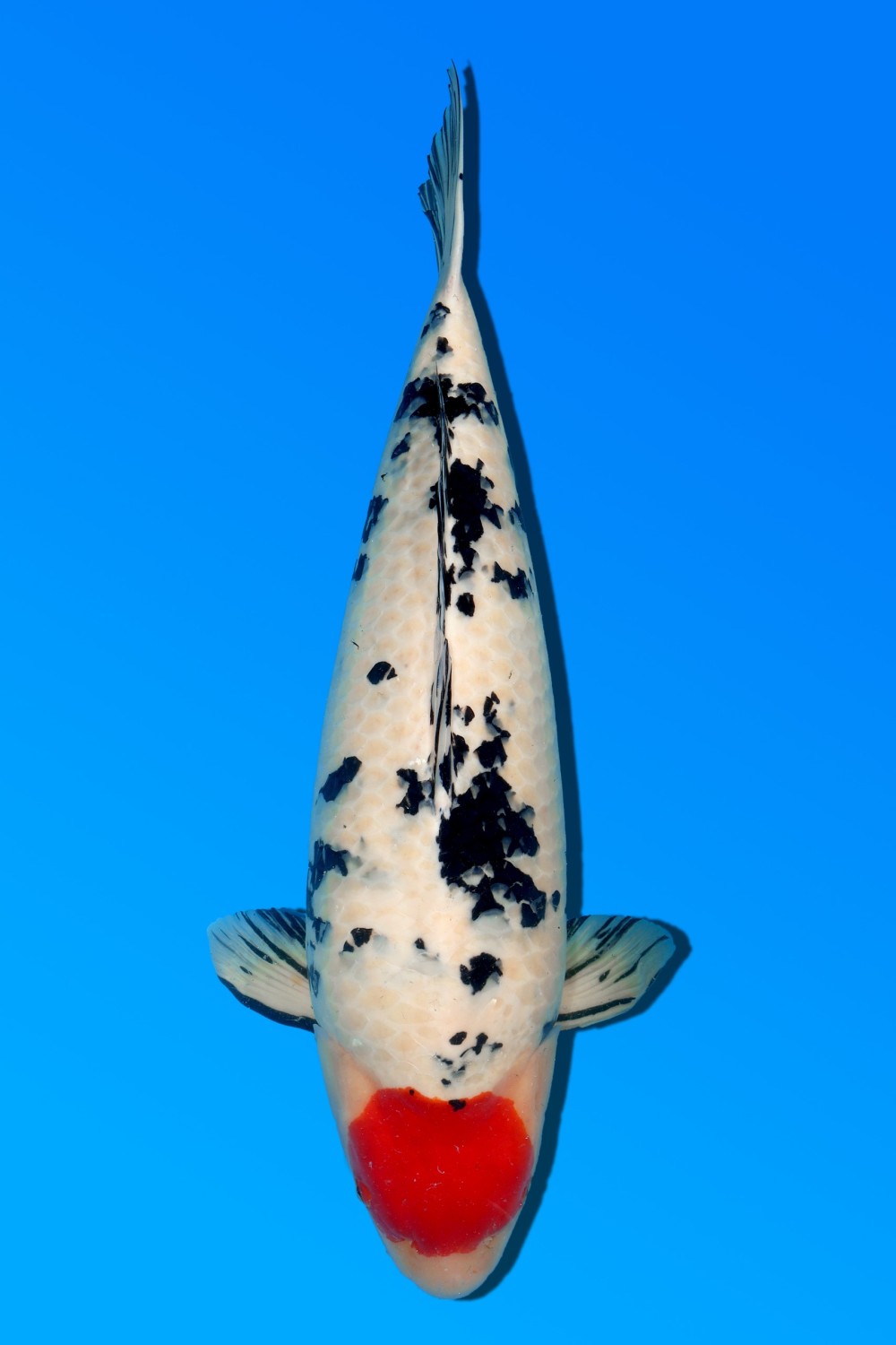 Juara 1