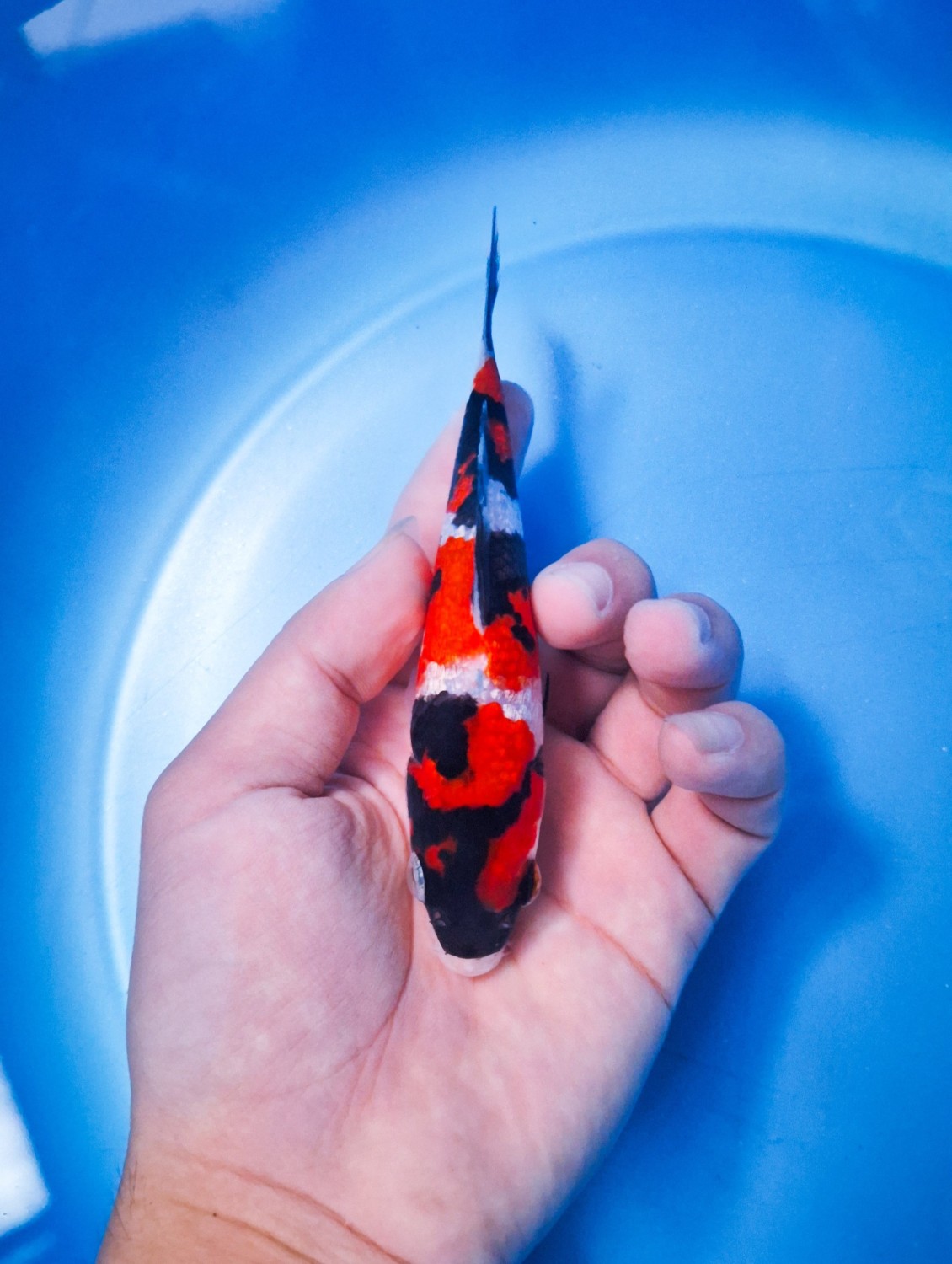 Best In Size B 13 - 15 cm