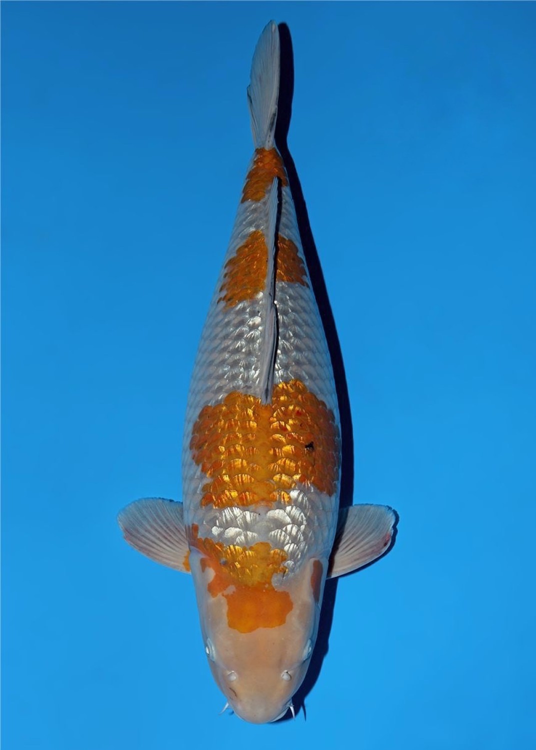 Juara 2