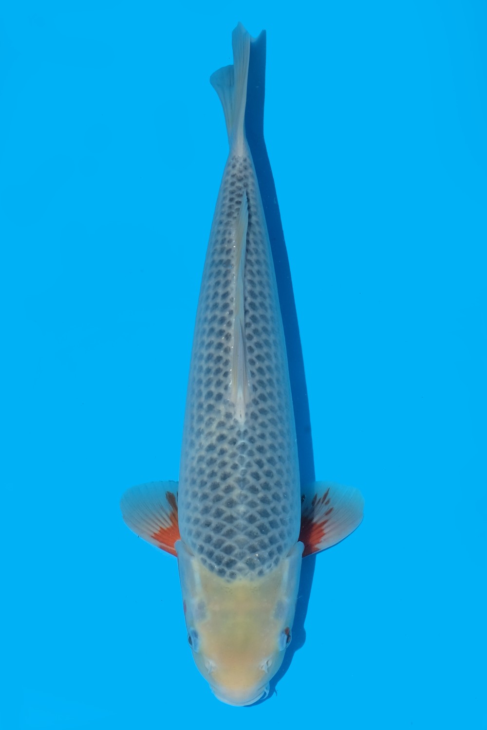 Juara 2