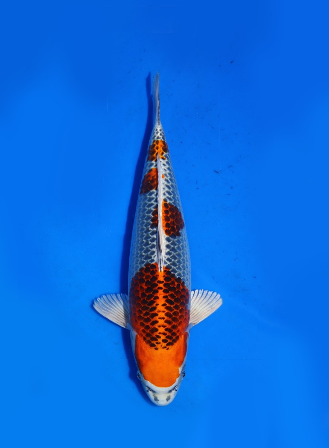 Juara 2