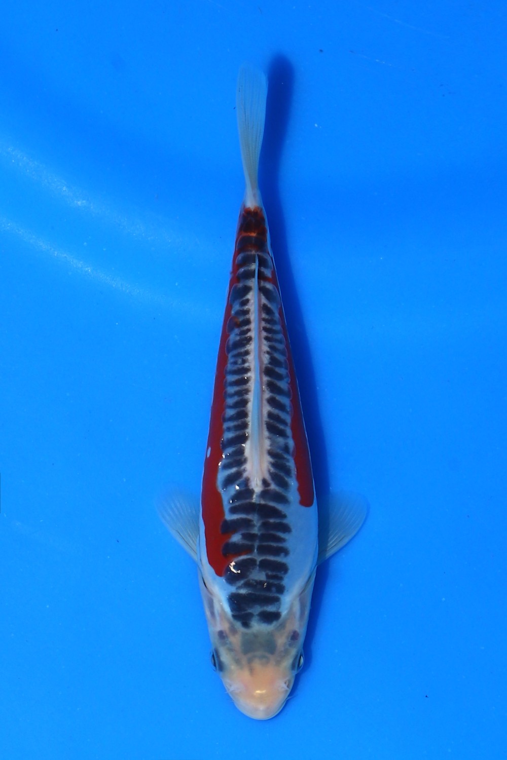 Juara 4