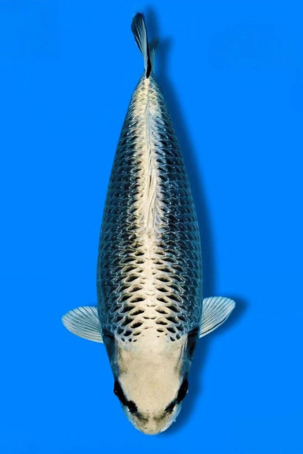 Juara 1