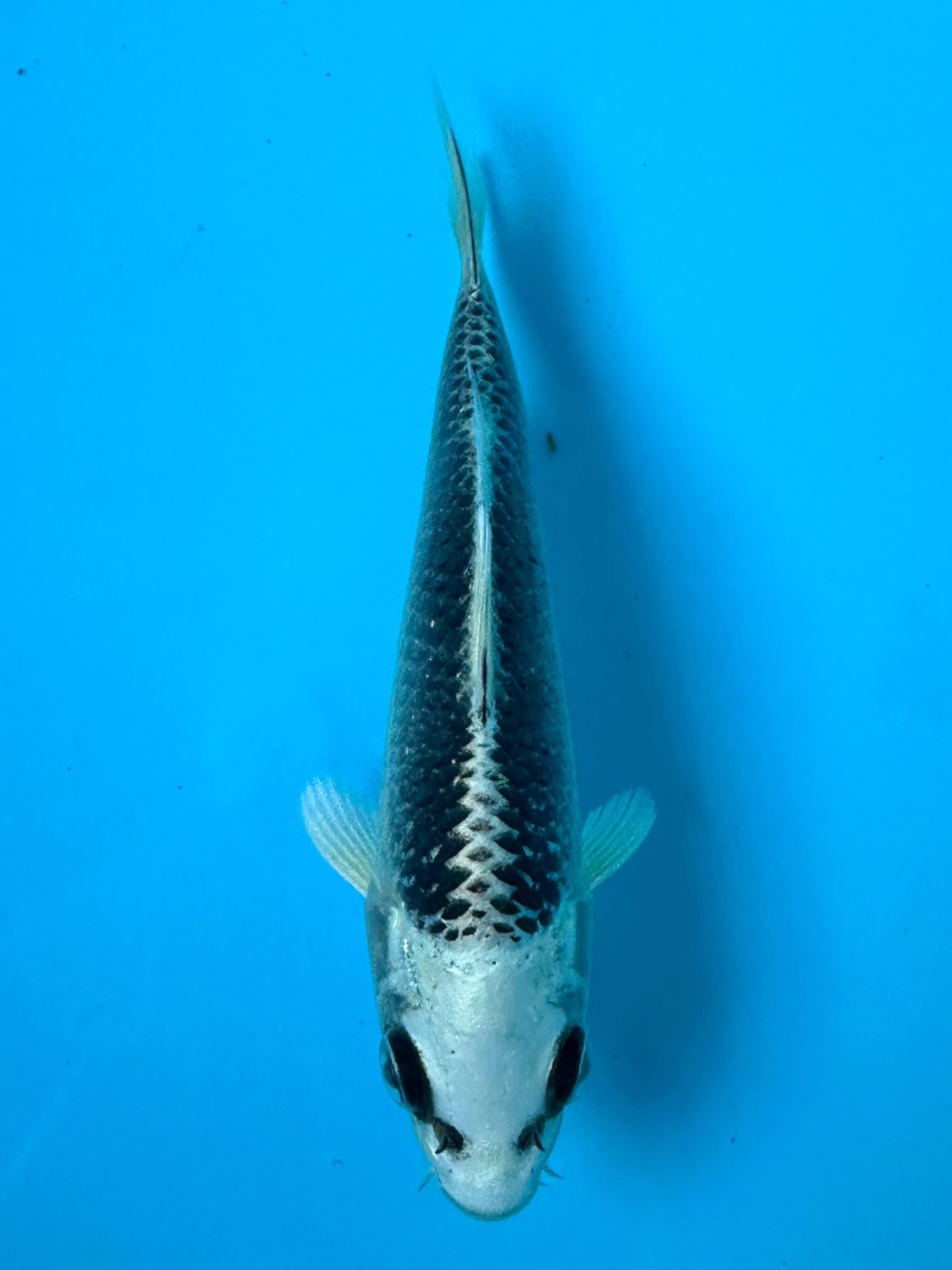Juara 5