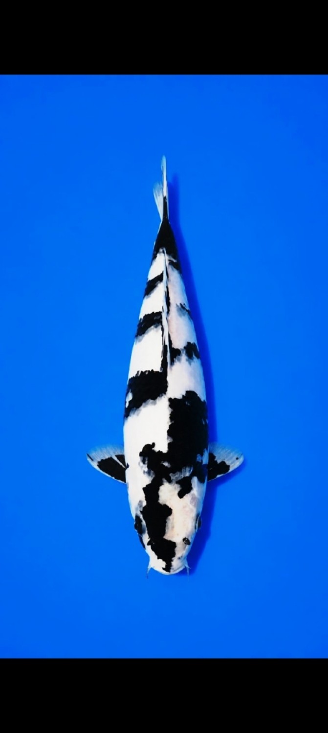 Juara 5