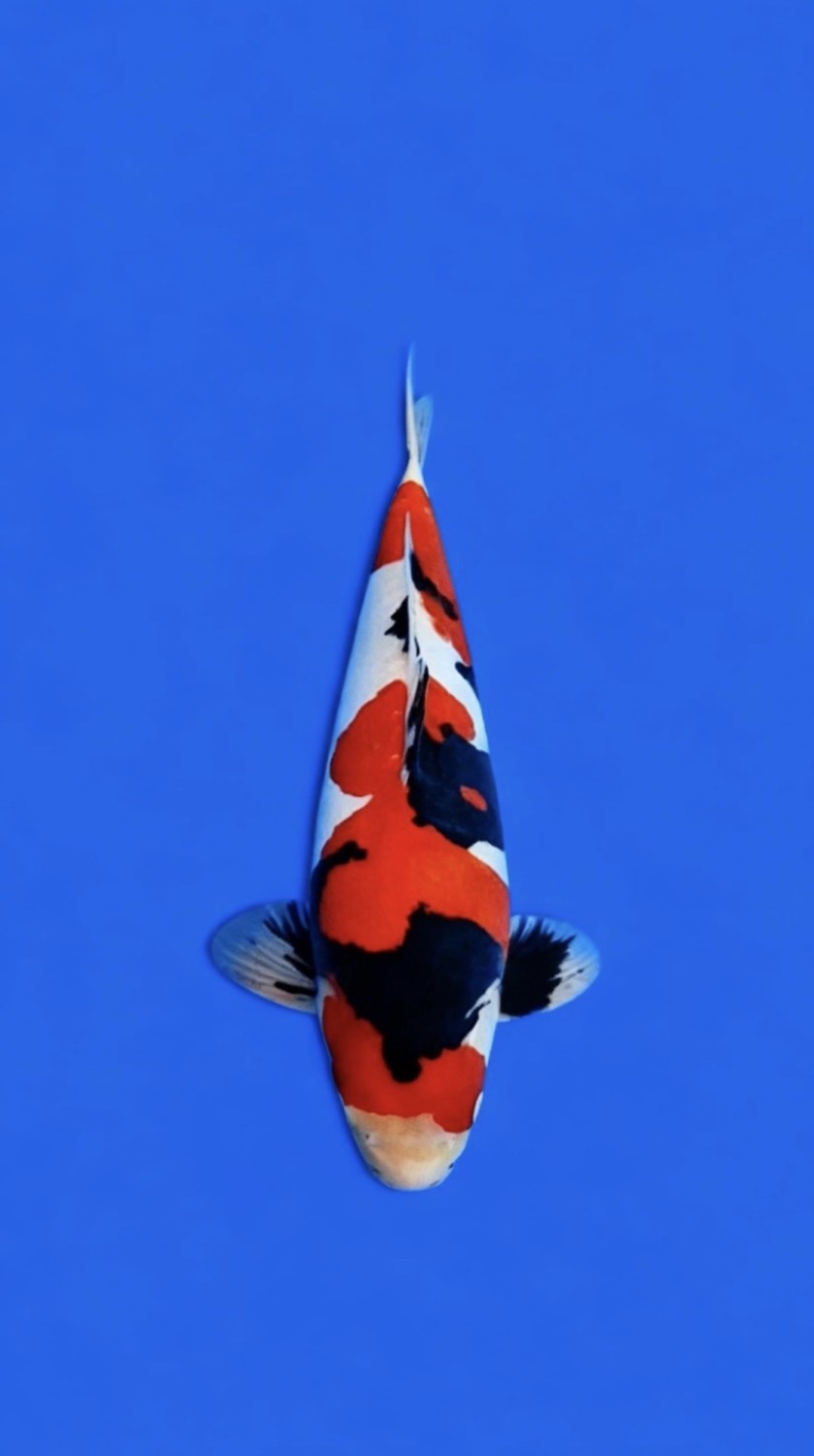 Juara 1