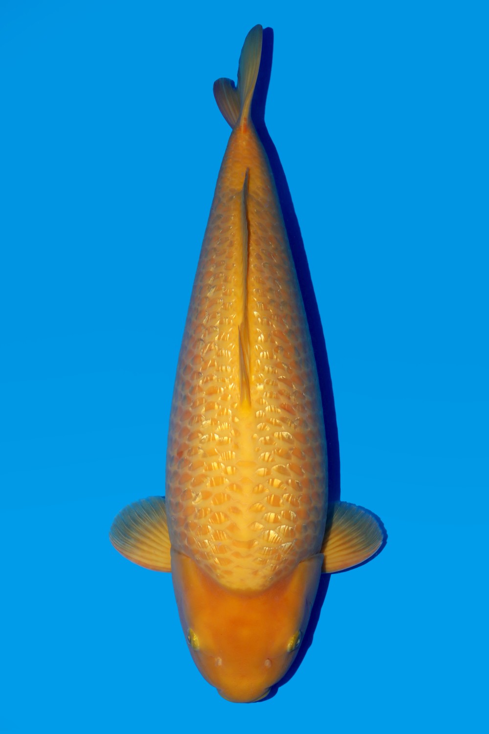 Juara 1