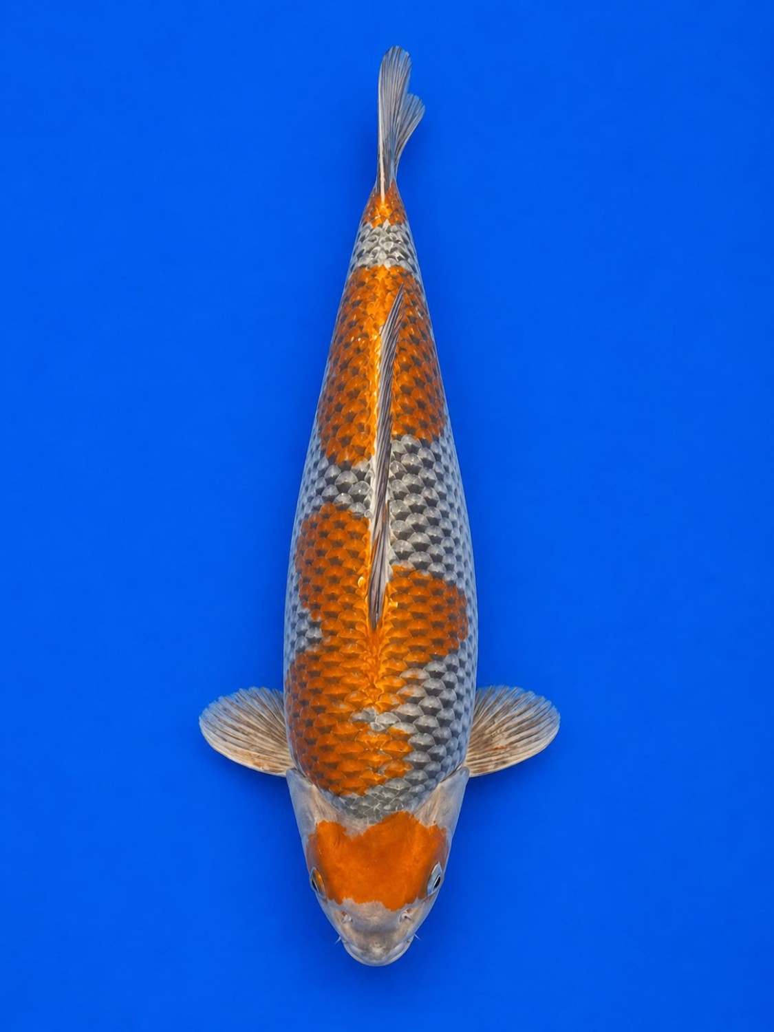 Juara 1