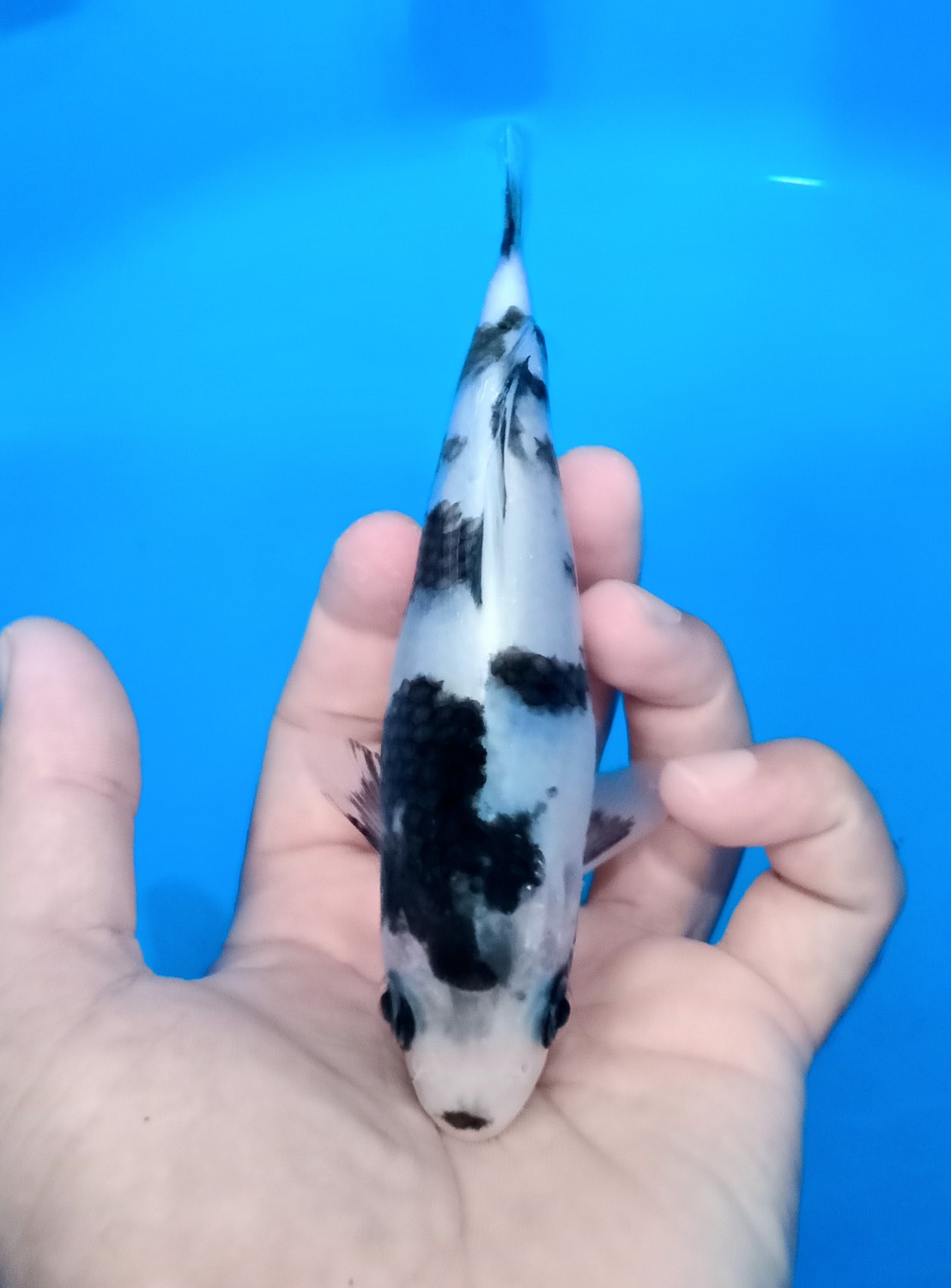 Ikan Koi Shiro Utsuri