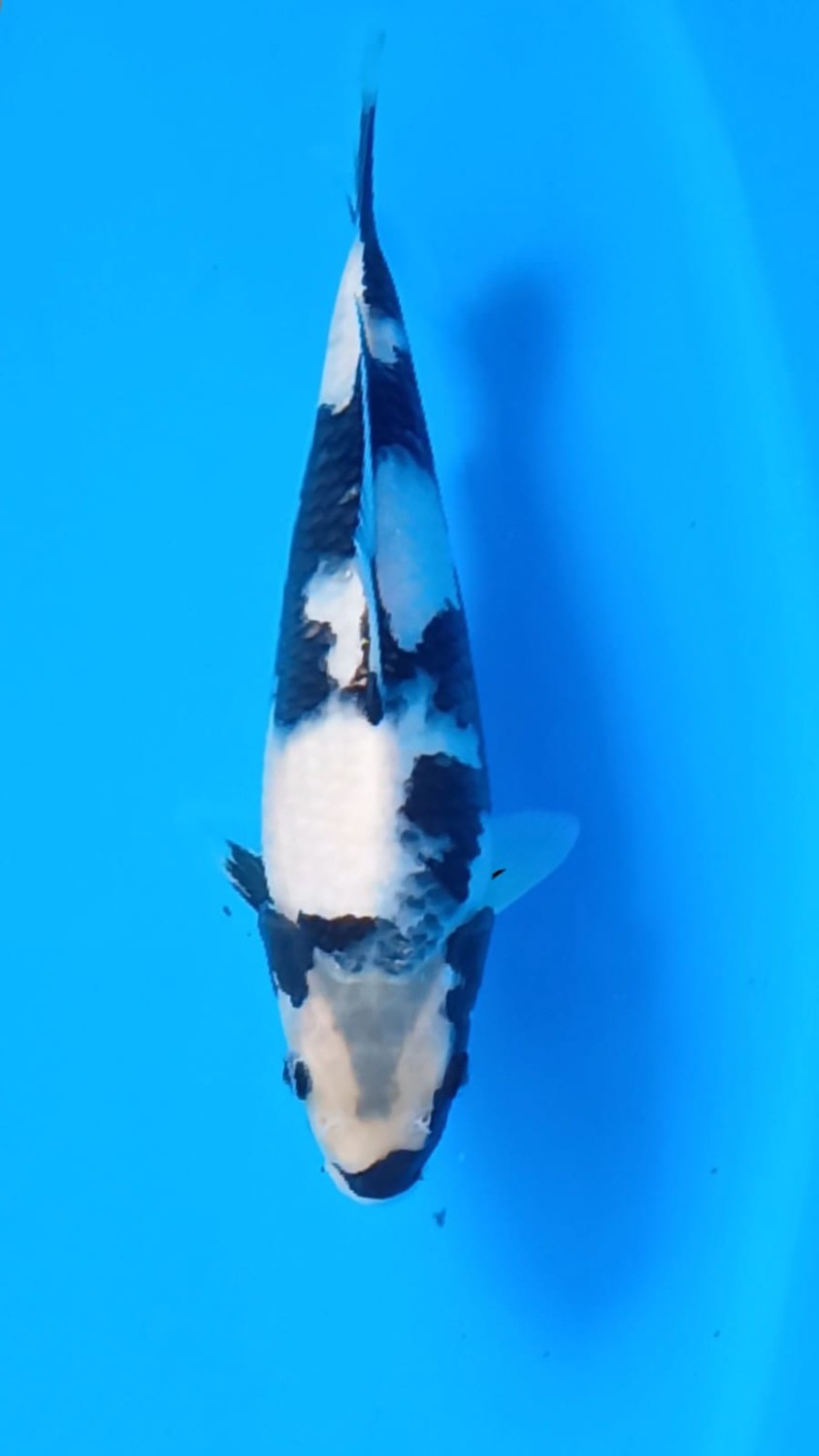 Juara 1