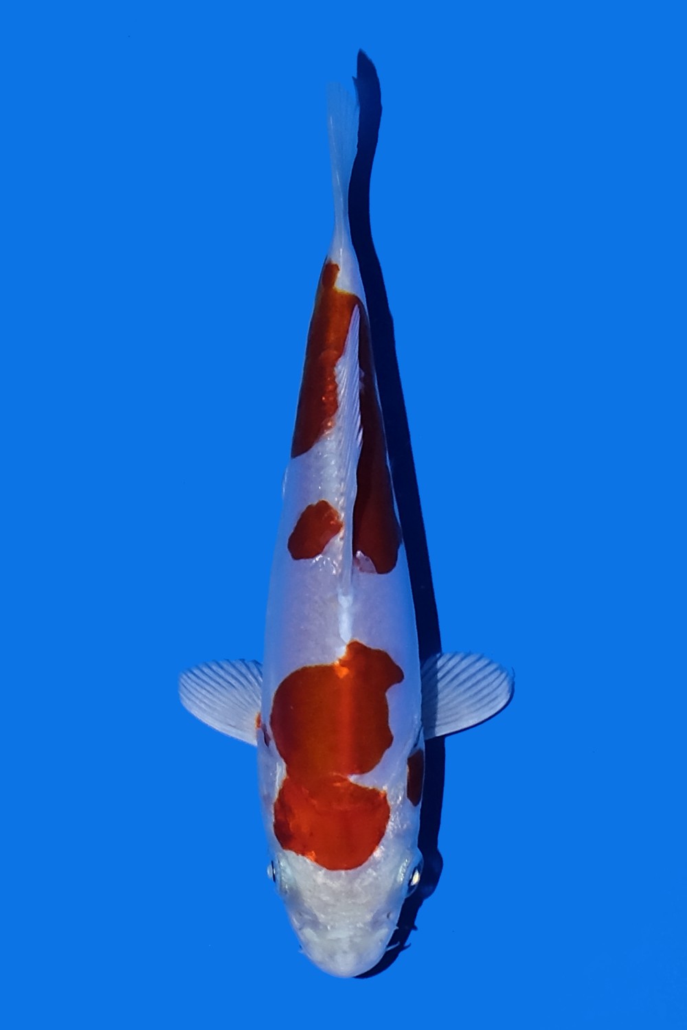 Juara 1