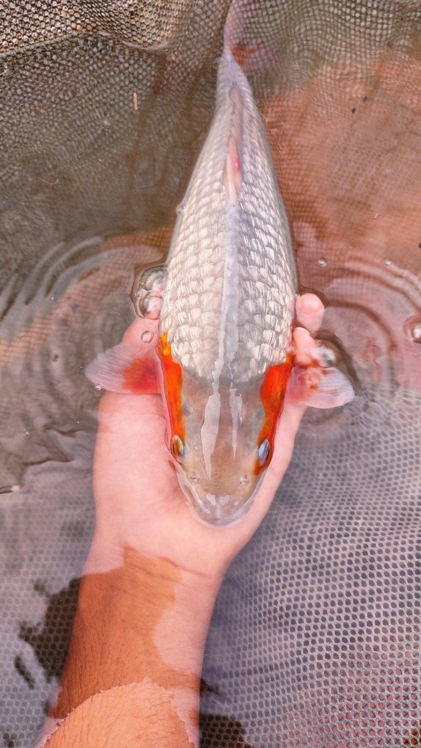 Juara 1