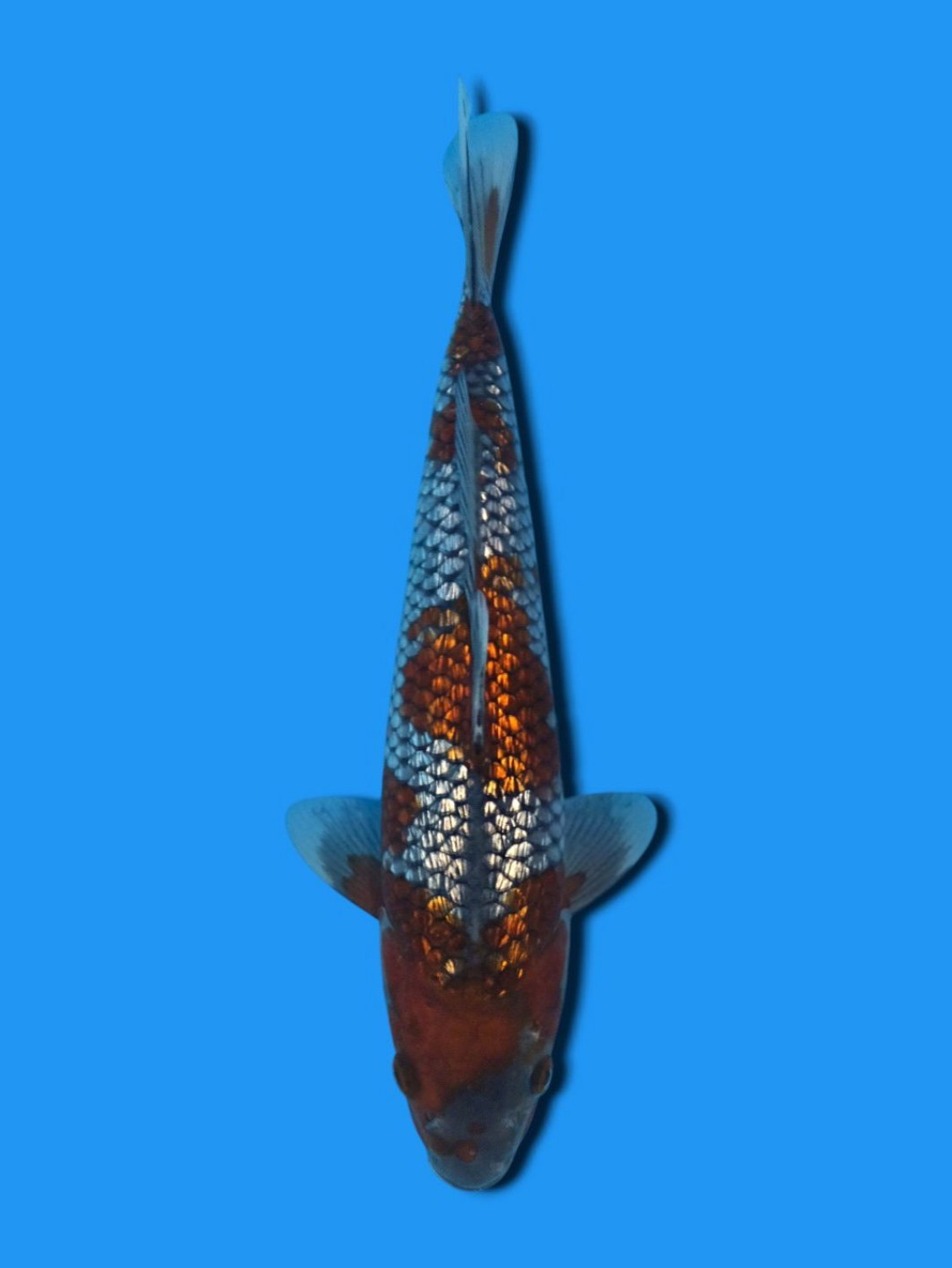 Ikan Koi Kinginrin B